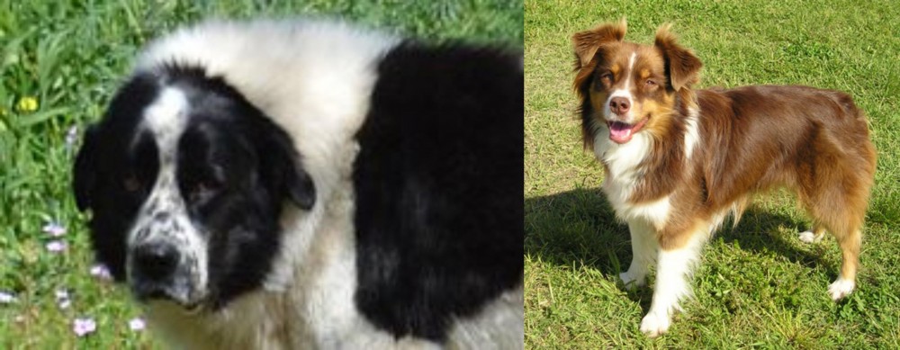 Miniature Australian Shepherd vs Greek Sheepdog - Breed Comparison
