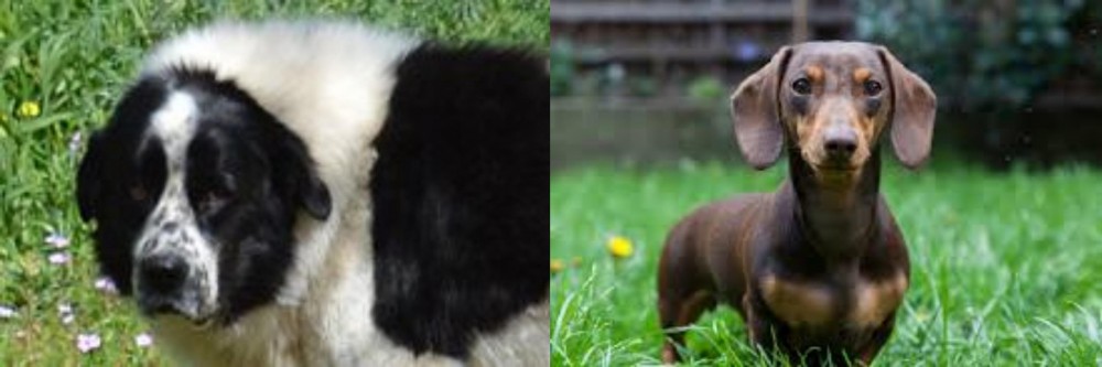 Miniature Dachshund vs Greek Sheepdog - Breed Comparison