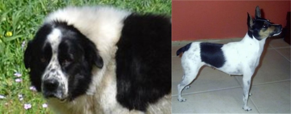 Miniature Fox Terrier vs Greek Sheepdog - Breed Comparison