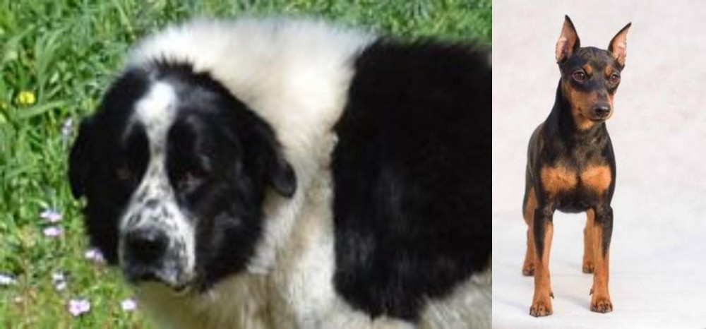 Miniature Pinscher vs Greek Sheepdog - Breed Comparison