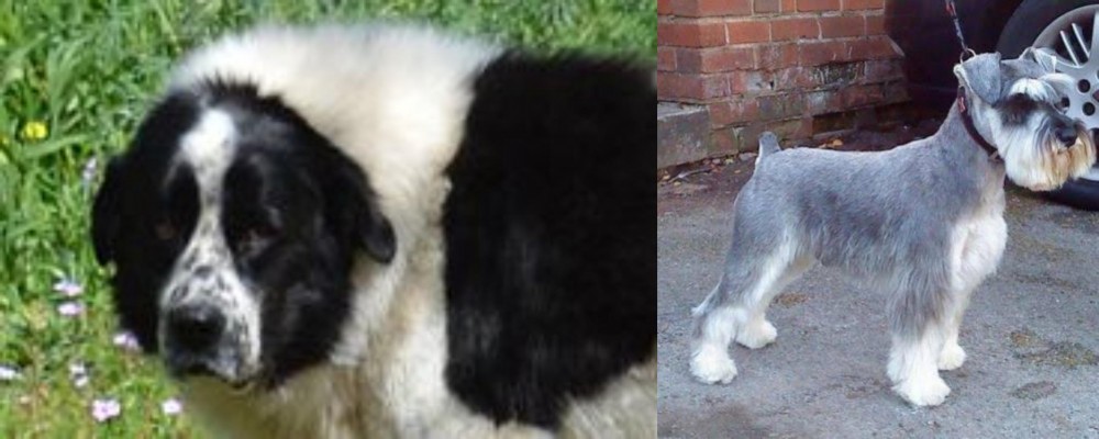 Miniature Schnauzer vs Greek Sheepdog - Breed Comparison