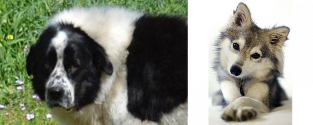 Miniature Siberian Husky vs Greek Sheepdog - Breed Comparison