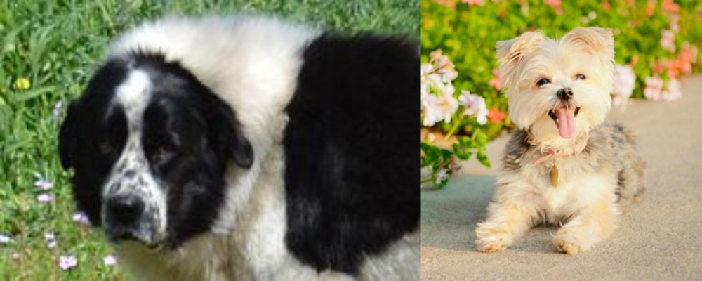 Morkie vs Greek Sheepdog - Breed Comparison