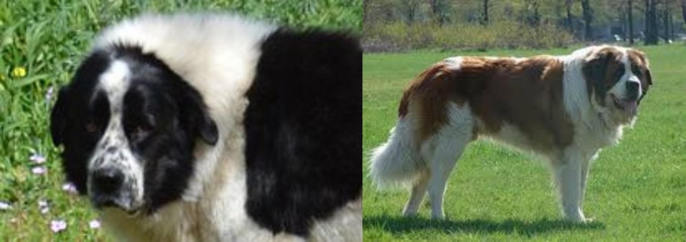 Moscow Watchdog vs Greek Sheepdog - Breed Comparison