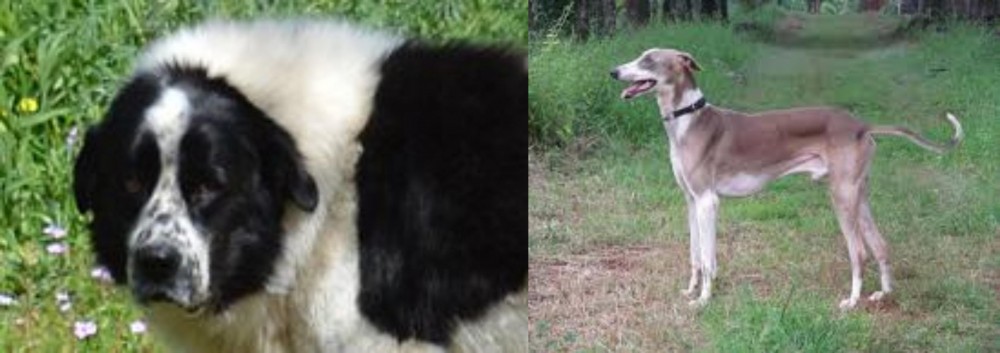 Mudhol Hound vs Greek Sheepdog - Breed Comparison