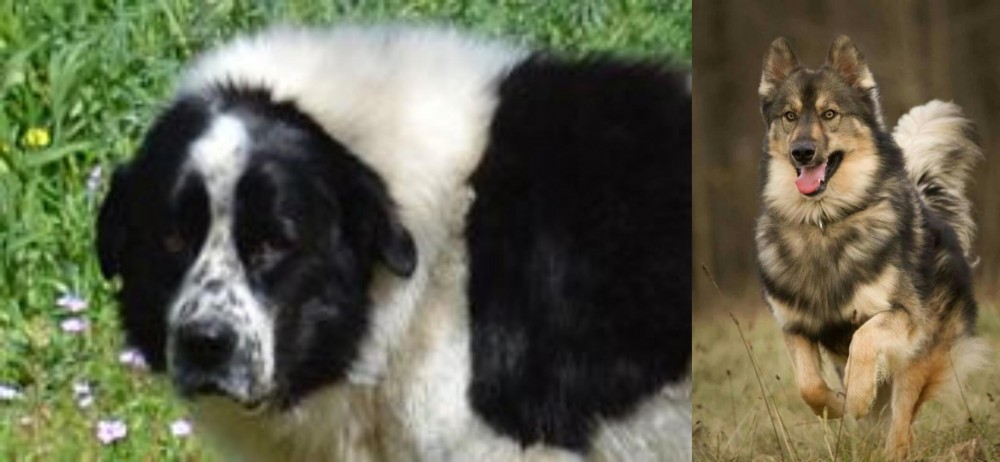 Native American Indian Dog vs Greek Sheepdog - Breed Comparison