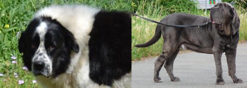 Neapolitan Mastiff vs Greek Sheepdog - Breed Comparison