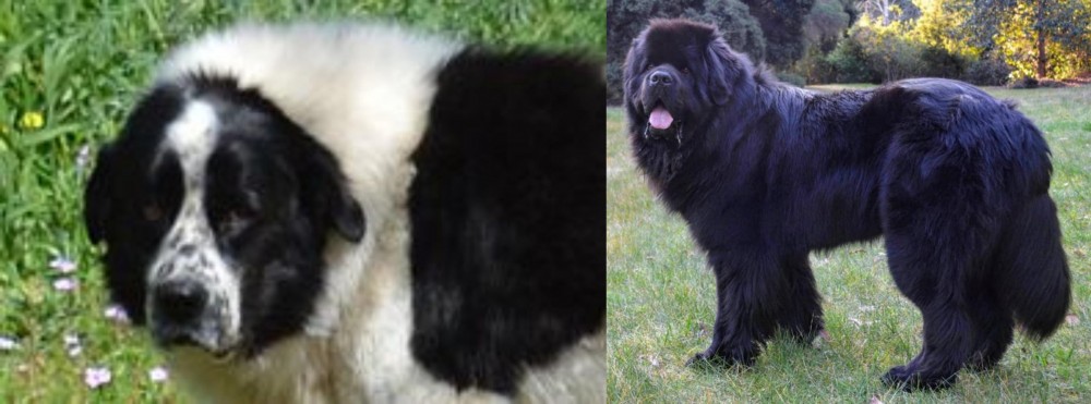 Newfoundland Dog vs Greek Sheepdog - Breed Comparison