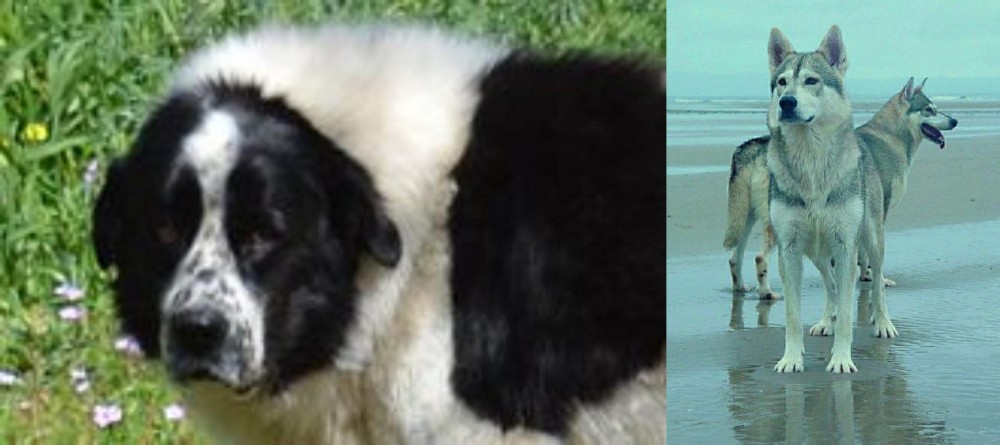Northern Inuit Dog vs Greek Sheepdog - Breed Comparison