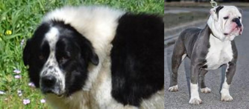 Old English Bulldog vs Greek Sheepdog - Breed Comparison