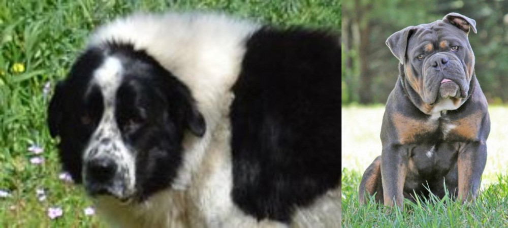 Olde English Bulldogge vs Greek Sheepdog - Breed Comparison