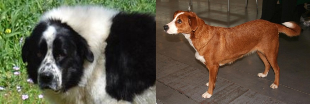 Osterreichischer Kurzhaariger Pinscher vs Greek Sheepdog - Breed Comparison