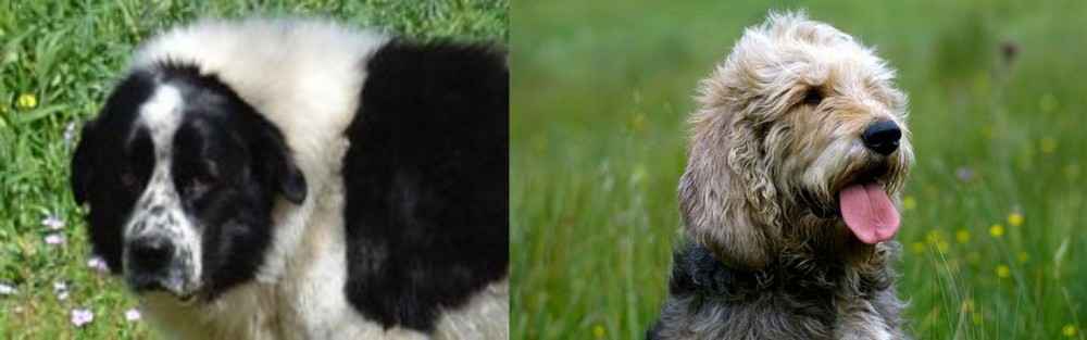 Otterhound vs Greek Sheepdog - Breed Comparison