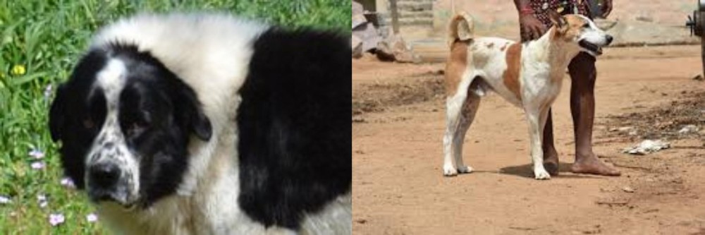 Pandikona vs Greek Sheepdog - Breed Comparison