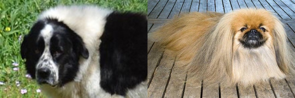 Pekingese vs Greek Sheepdog - Breed Comparison