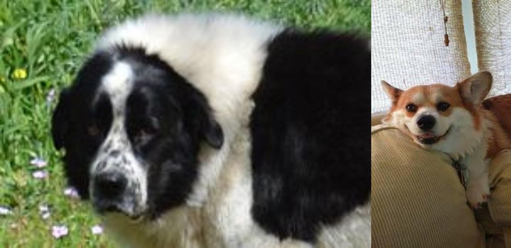 Pembroke Welsh Corgi vs Greek Sheepdog - Breed Comparison