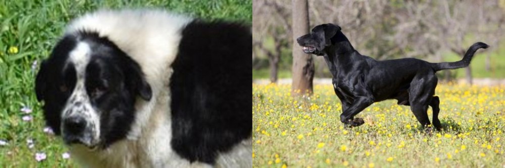 Perro de Pastor Mallorquin vs Greek Sheepdog - Breed Comparison