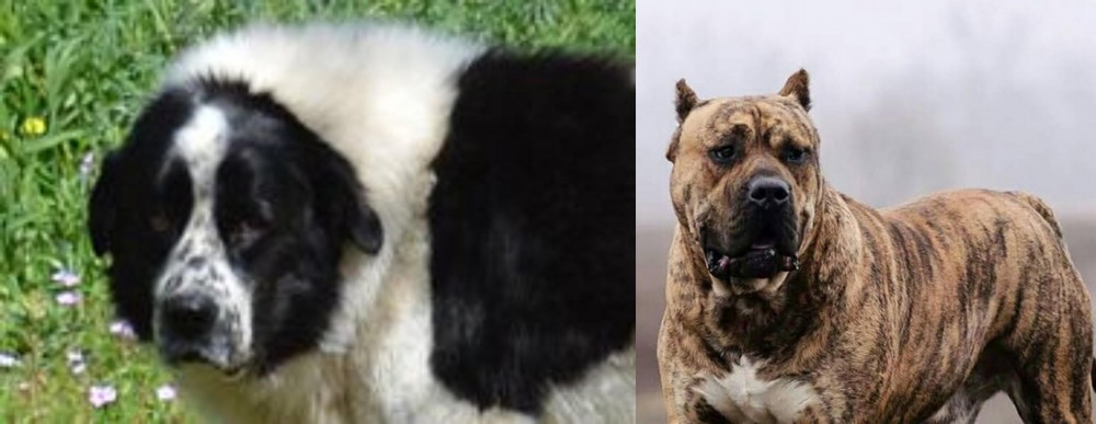 Perro de Presa Canario vs Greek Sheepdog - Breed Comparison