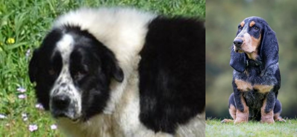 Petit Bleu de Gascogne vs Greek Sheepdog - Breed Comparison
