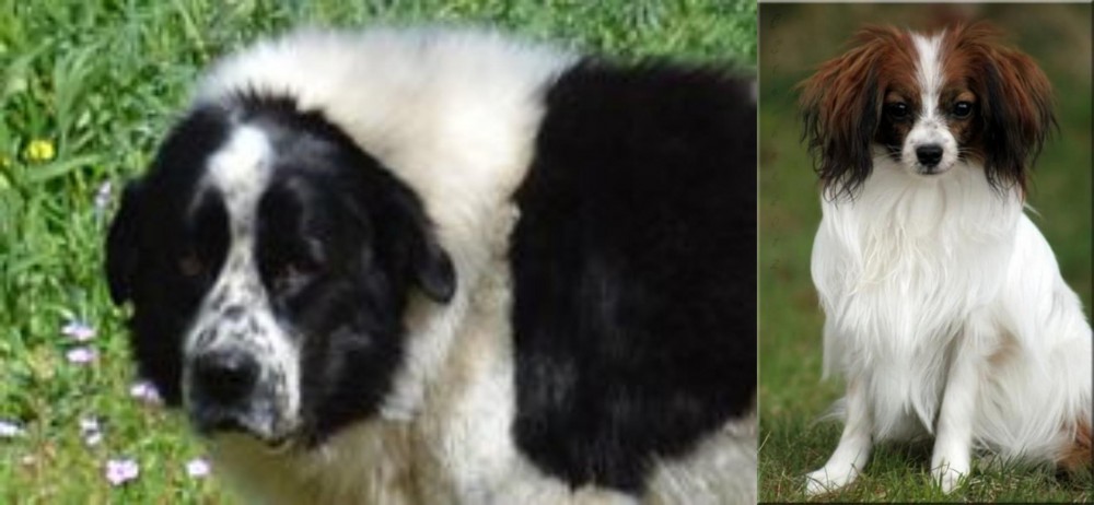 Phalene vs Greek Sheepdog - Breed Comparison