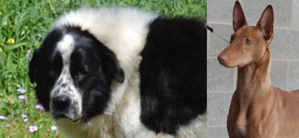 Pharaoh Hound vs Greek Sheepdog - Breed Comparison