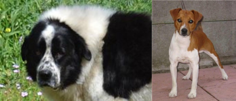 Plummer Terrier vs Greek Sheepdog - Breed Comparison