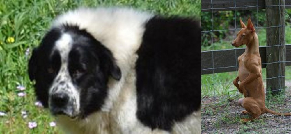 Podenco Andaluz vs Greek Sheepdog - Breed Comparison