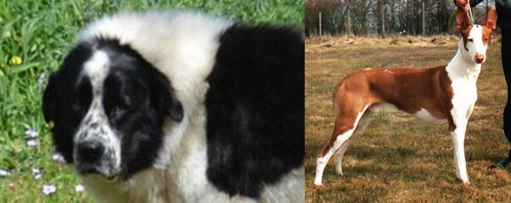Podenco Canario vs Greek Sheepdog - Breed Comparison