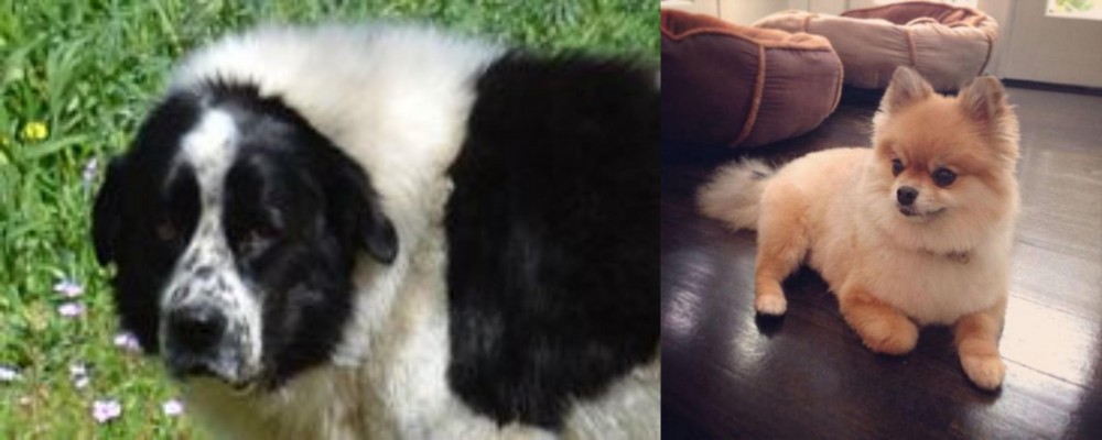 Pomeranian vs Greek Sheepdog - Breed Comparison