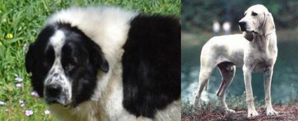 Porcelaine vs Greek Sheepdog - Breed Comparison