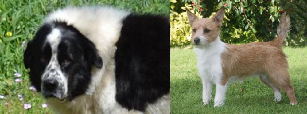 Portuguese Podengo vs Greek Sheepdog - Breed Comparison