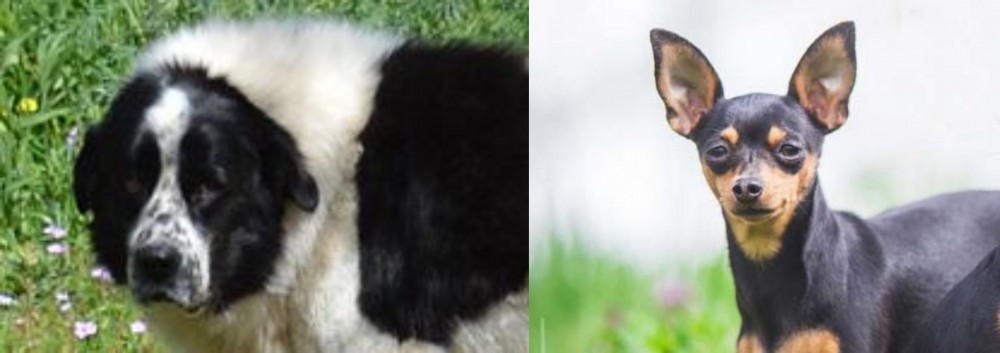 Prazsky Krysarik vs Greek Sheepdog - Breed Comparison