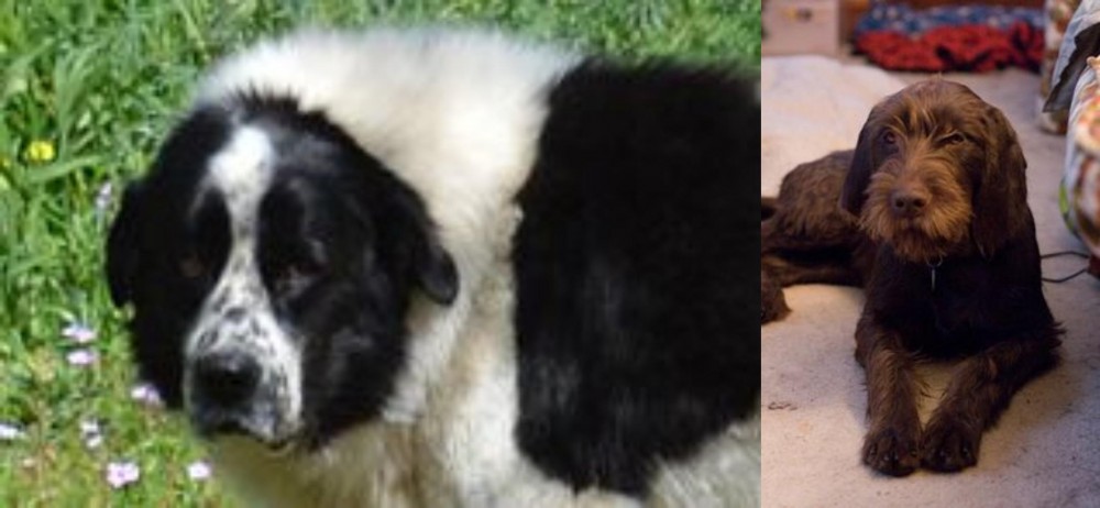 Pudelpointer vs Greek Sheepdog - Breed Comparison