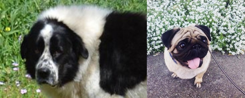Pug vs Greek Sheepdog - Breed Comparison