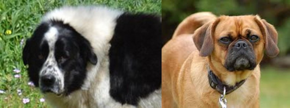 Pugalier vs Greek Sheepdog - Breed Comparison