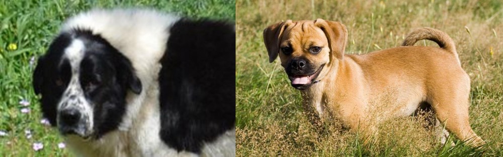 Puggle vs Greek Sheepdog - Breed Comparison