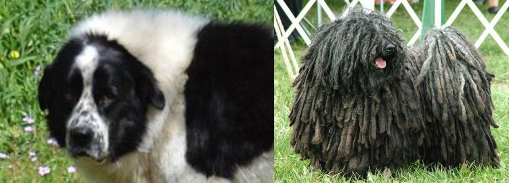 Puli vs Greek Sheepdog - Breed Comparison