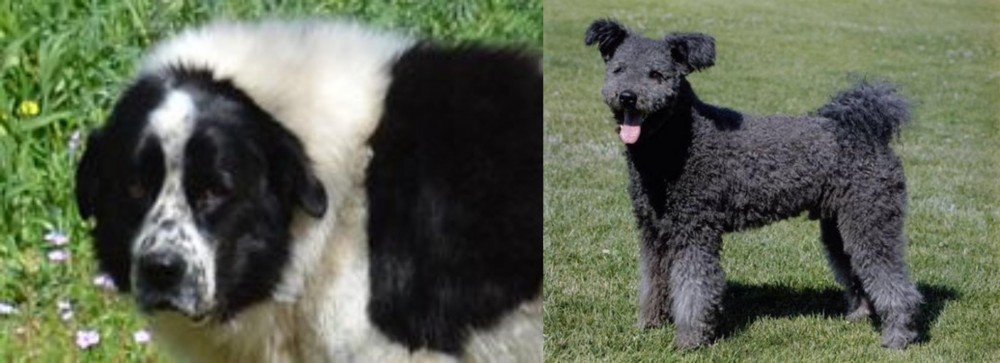 Pumi vs Greek Sheepdog - Breed Comparison