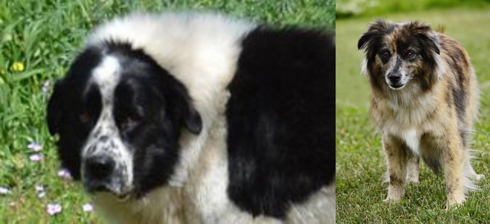 Pyrenean Shepherd vs Greek Sheepdog - Breed Comparison