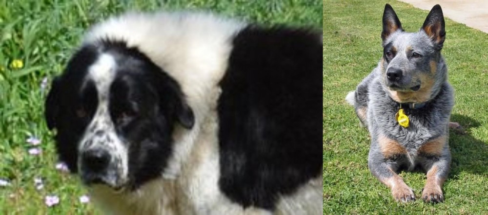 Queensland Heeler vs Greek Sheepdog - Breed Comparison
