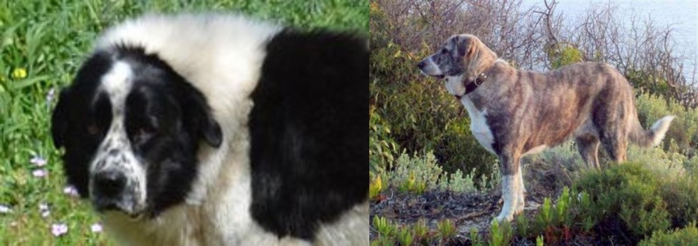 Rafeiro do Alentejo vs Greek Sheepdog - Breed Comparison