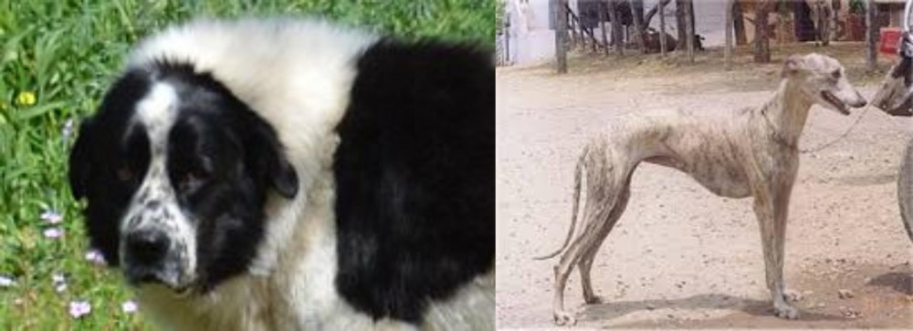 Rampur Greyhound vs Greek Sheepdog - Breed Comparison