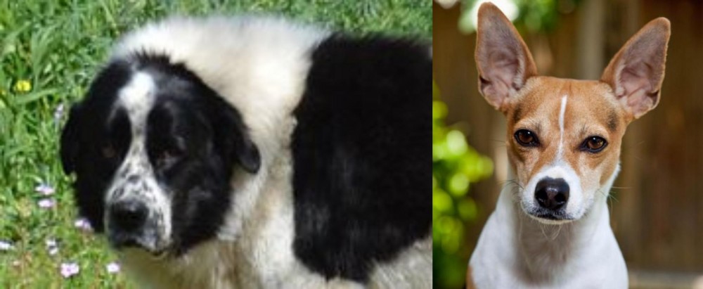 Rat Terrier vs Greek Sheepdog - Breed Comparison