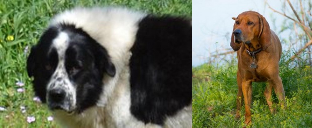 Redbone Coonhound vs Greek Sheepdog - Breed Comparison