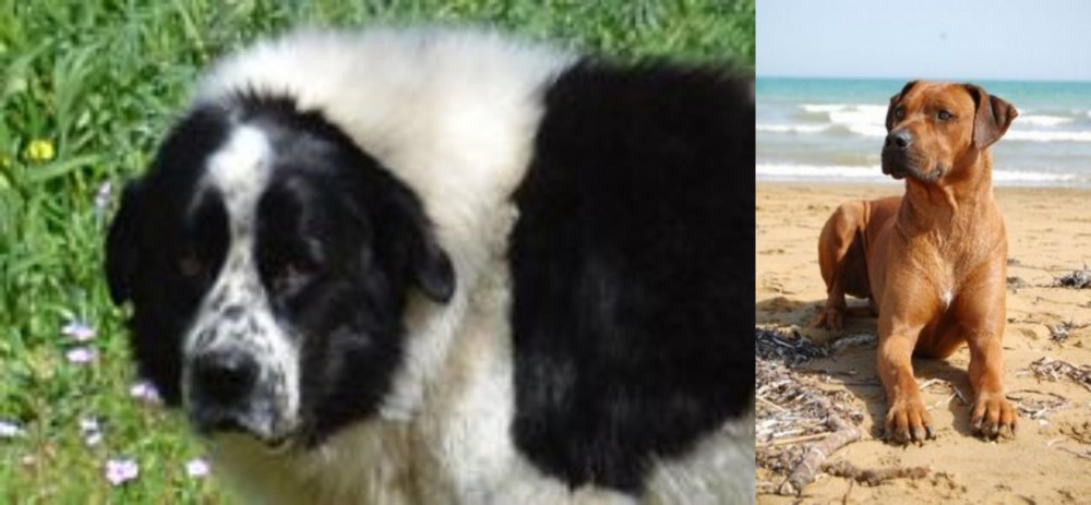Rhodesian Ridgeback vs Greek Sheepdog - Breed Comparison