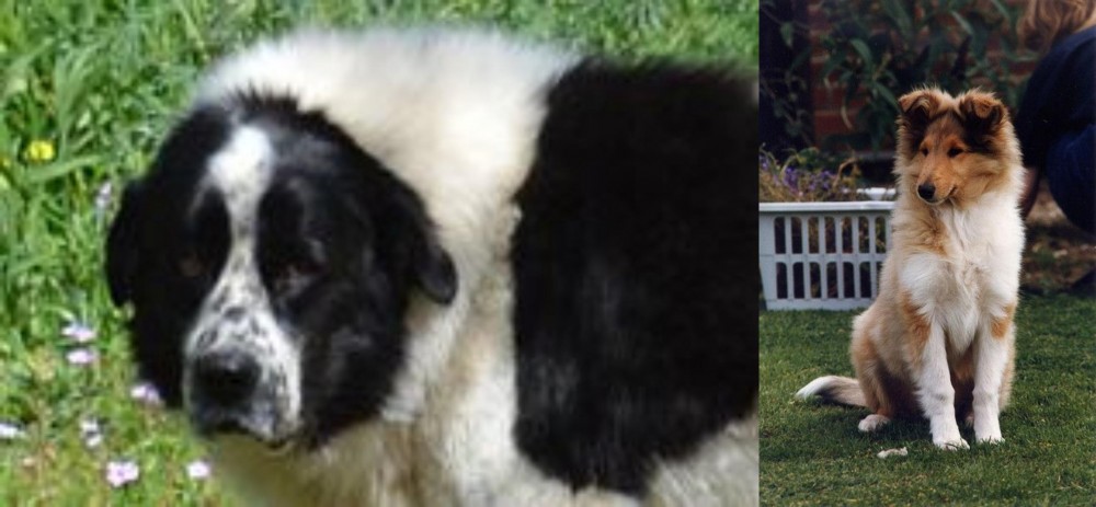 Rough Collie vs Greek Sheepdog - Breed Comparison