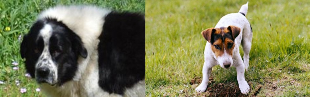 Russell Terrier vs Greek Sheepdog - Breed Comparison