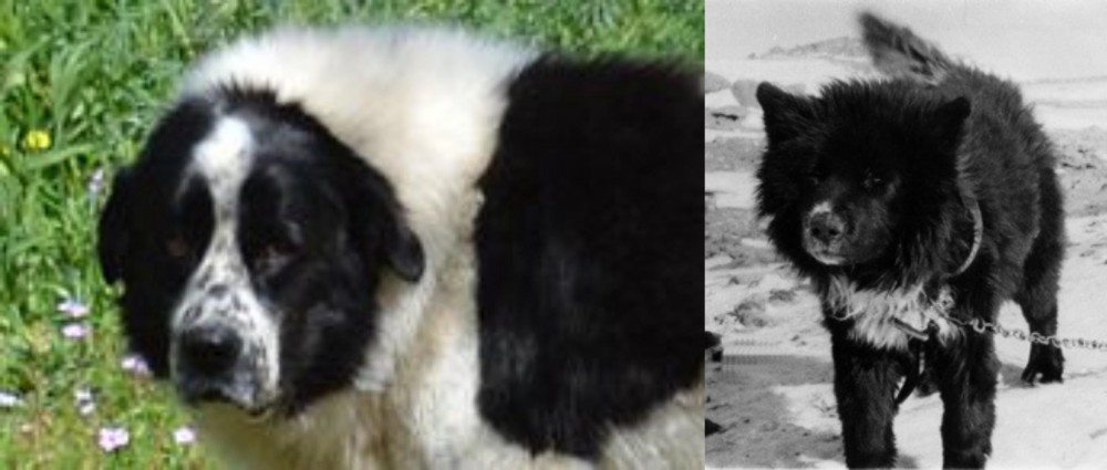 Sakhalin Husky vs Greek Sheepdog - Breed Comparison