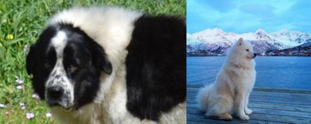 Samoyed vs Greek Sheepdog - Breed Comparison