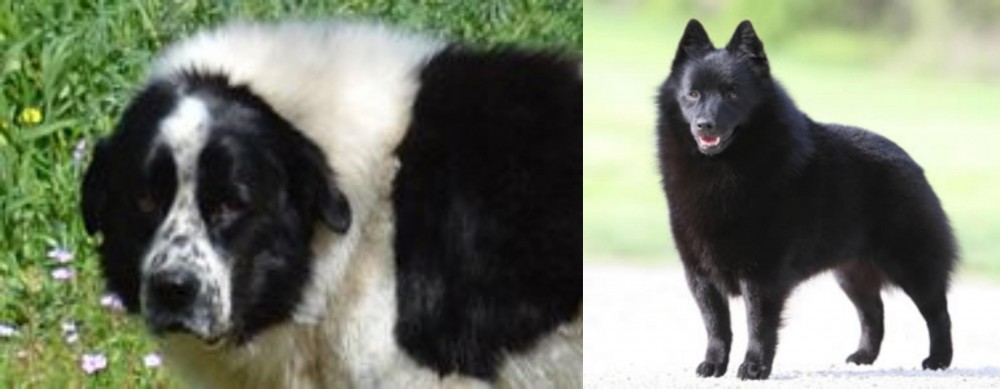 Schipperke vs Greek Sheepdog - Breed Comparison